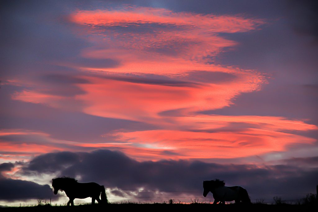 Islandpferde im Sonnenuntergang
