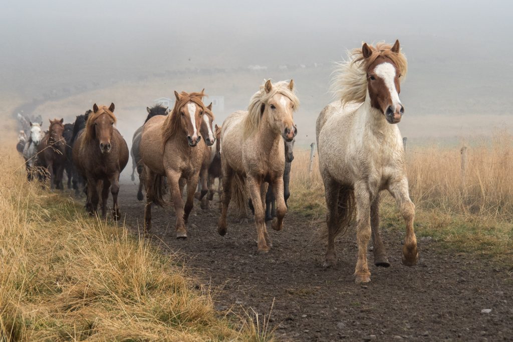Hunderte Islandpferd laufen den Bergpass herunter zum Sortiergatter